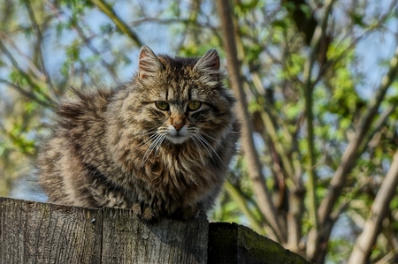 Gray fluffy cat sits on a wooden fence