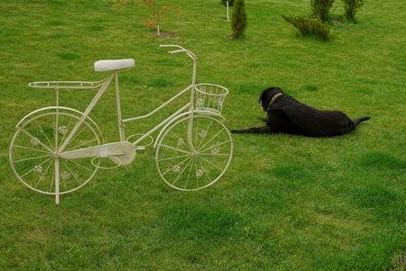 Lawn with decorative bicycle and black dog on the grassの写真素材