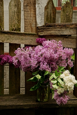 A bouquet of lilac branches in a glass jar on a benchの写真素材