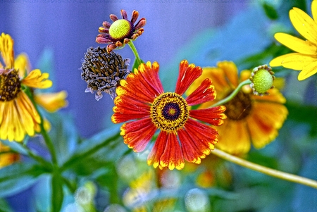 Bud of a beautiful colored blossoming flower against a background of greenery on a sunny dayの写真素材