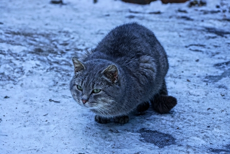 Gray cat on the street sits on the road in the snowの写真素材