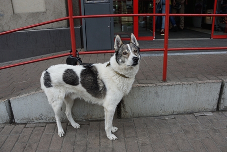 A pedigree dog tied to a railing in anticipation of the ownerの写真素材
