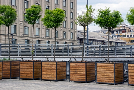 Decorative deciduous trees in a wooden square flower beds on the sidewalk in the cityの写真素材