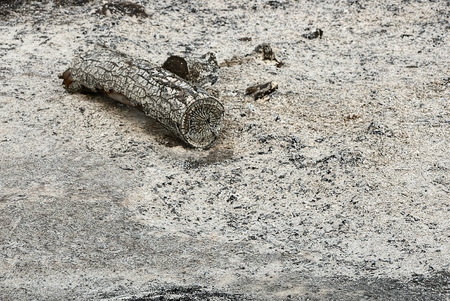 Burnt wood log on gray fire ash