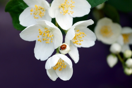 Red ladybug on a branch of white jasmine flowersの写真素材