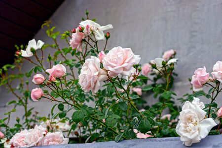 Bush with roses near the gray wall on a summer dayの写真素材