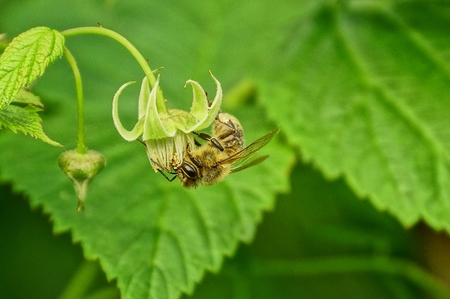 A bee collects nectar from a small flower on a raspberry bushの写真素材