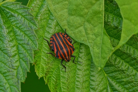 Black-red striped beetle sits on a green leaf in the garden