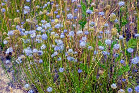 Blue field cornflowers on a meadow on a sunny summer dayの写真素材