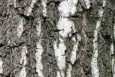 White gray texture from dry bark of a birch treeの写真素材