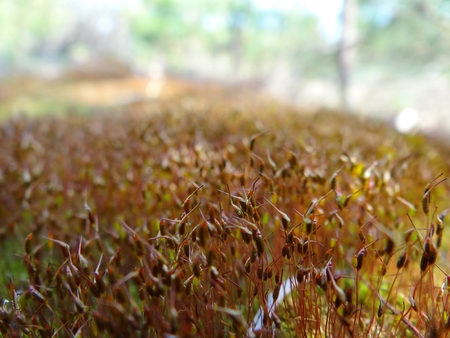 Thickets of broun moss in the forestの写真素材
