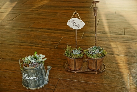 Plants in flowerpots and iron watering canの写真素材