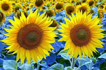 Two beautiful flowering yellow sunflowers in a fieldの写真素材