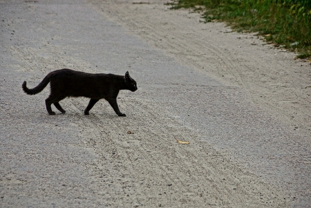 Black cat crossing asphalt road in the streetの写真素材