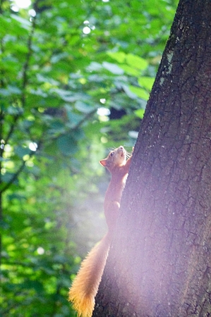 Red squirrel on a tree trunk in a forestの写真素材