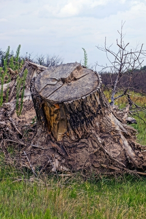 One large dry stump with roots in a green grassの写真素材