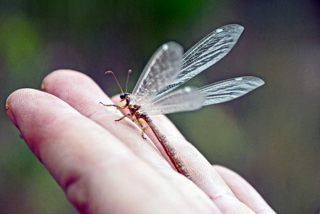 Gray butterfly sits on the fingers of the palmの写真素材