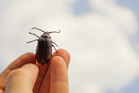 Brown beetle in the hand of the hand against the background of the sky and cloudsの写真素材