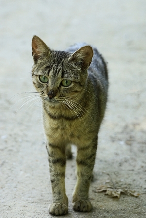 Small gray tabby standing on the sandの写真素材