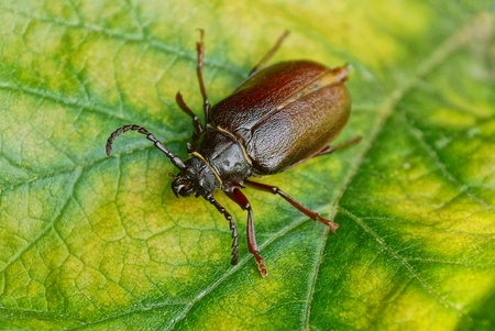A large brown beetle on a fragment of a yellow green leaf