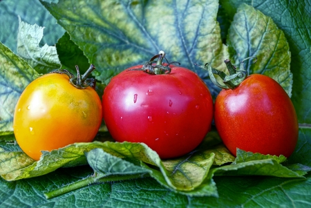 Three wet ripe tomatoes on green sheetsの写真素材