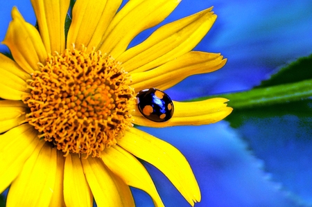 A ladybird sits on a yellow flower petal in the gardenの写真素材
