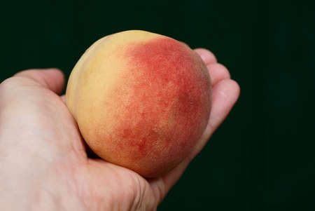 juicy ripe peach in an open palm on a green backgroundの写真素材
