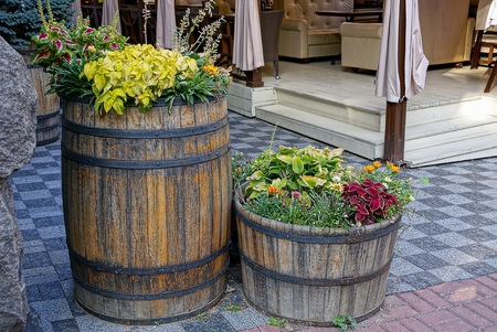 Flowering flowers and ornamental plants in wooden barrels on the sidewalkの写真素材