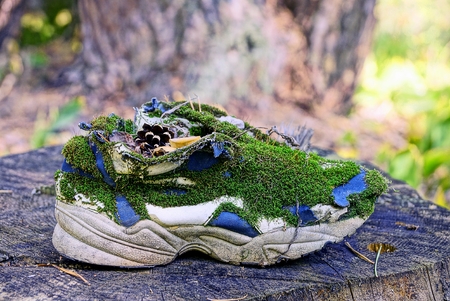 old sneaker overgrown with green moss is on a dry stumpの写真素材