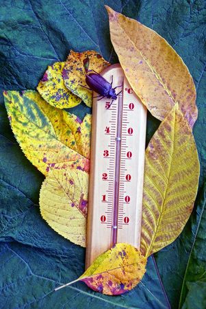 brown beetle sits on a thermometer in yellow leavesの写真素材