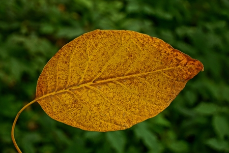 brown yellow leaf on a green background
