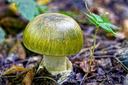 The green poisonous grebe grows in the autumn forestの写真素材