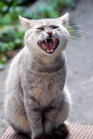 A gray cat with a wide open mouth sitting on the doorstep in the courtyardの写真素材