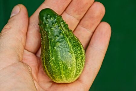 A small green cucumber on an open palmの写真素材