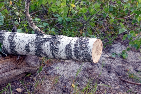 A piece of sawn birches in the forest above the groundの写真素材