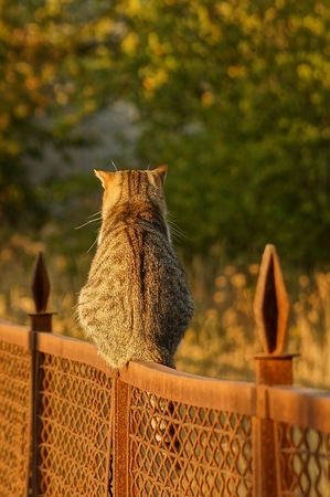 Gray cat sitting on an iron fence on the streetの写真素材