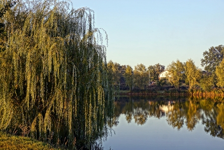 A deciduous tree on the shore of a lake on a sunny dayの写真素材