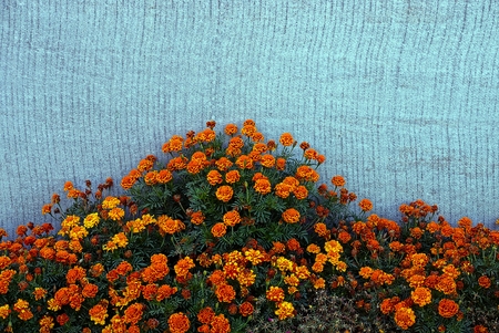 Red blooming flowers in green bushes near the gray wallの写真素材