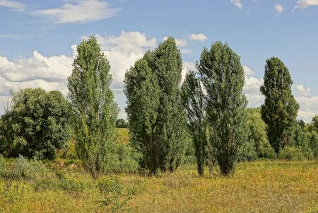 High green trees in grass on a meadow against the skyの写真素材