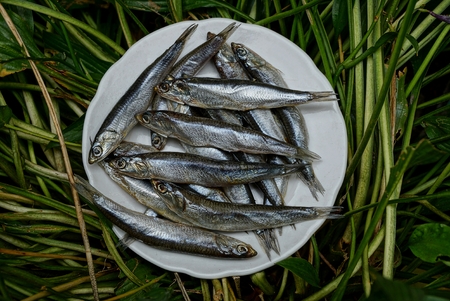 Salted hamsa fish on a white plate in the grassの写真素材
