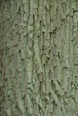 gray green texture from the dried bark of a large old oak tree