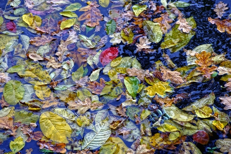 Fallen leaves on the waterの写真素材