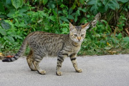 a small gray cat stands on the asphalt near the green vegetationの写真素材