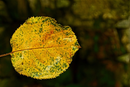 a small, wet, fallen leaf of yellow colorの写真素材