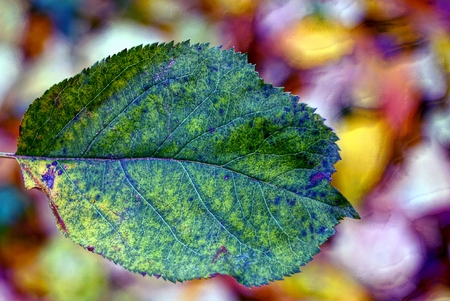 green leaf on nature in the parkの写真素材