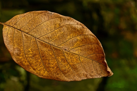 brown dry on nature in the park