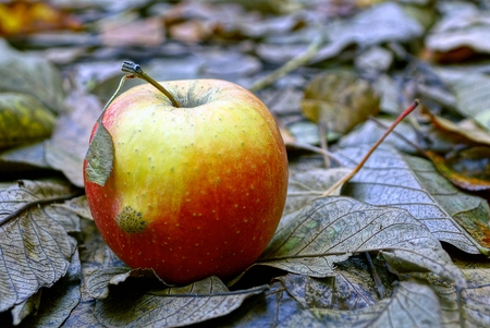 large ripe apple on brown fallen leavesの写真素材