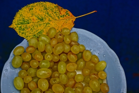 a plate with small grapes and a yellow leaf on a blue backgroundの写真素材