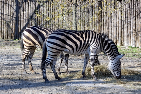 two zebras stand and eat dry hay on the ulmceの写真素材