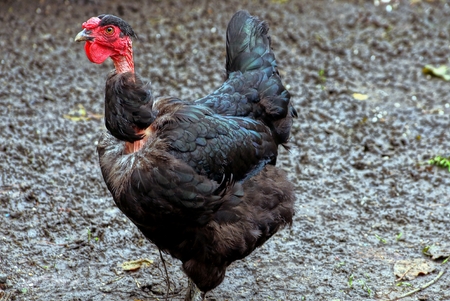 A big black chicken is standing outside in the mudの写真素材